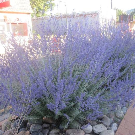 Russian Sage, photo courtesy of Star Nursery