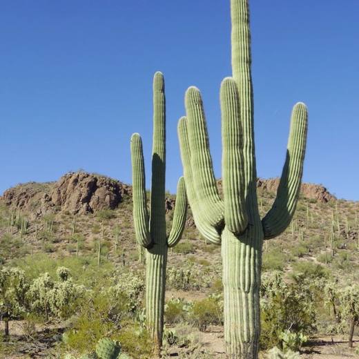 Saguaro, photo courtesy of Star Nursery
