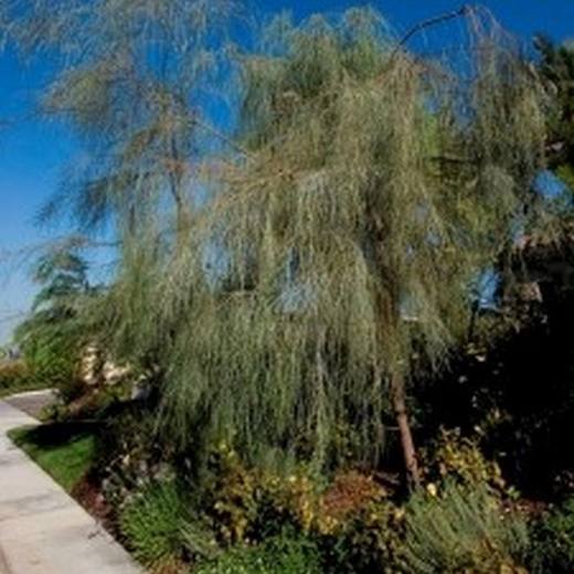 Shoestring Acacia Tree, photo courtesy of Star Nursery