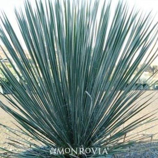 Soaptree Yucca, photo courtesy of Star Nursery
