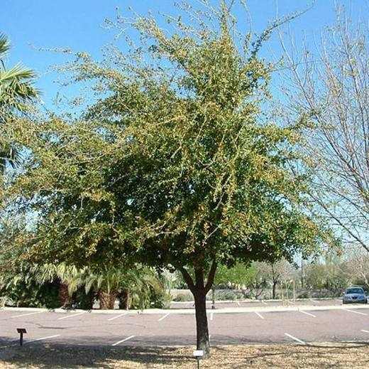 Southern Live Oak Tree, photo courtesy of Star Nursery