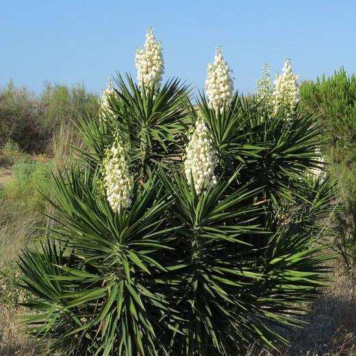 Spanish Bayonet Yucca, photo courtesy of Star Nursery