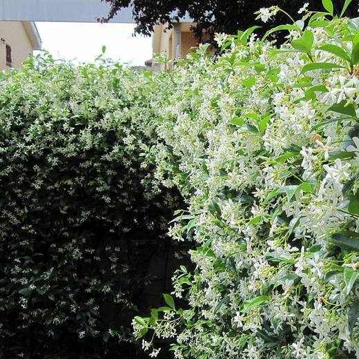 Star Jasmine, photo courtesy of Star Nursery