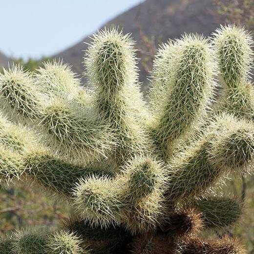 Teddy Bear Cholla, photo courtesy of Star Nursery