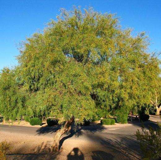 Texas Honey Mesquite Tree, photo courtesy of Star Nursery