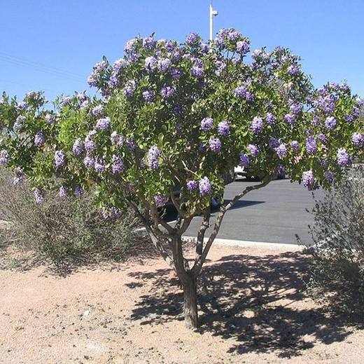 Texas Mountain Laurel Tree, photo courtesy of Star Nursery