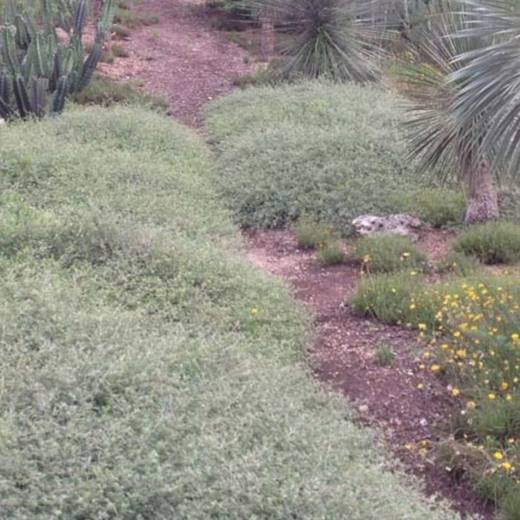 Trailing Indigo Bush, photo courtesy of Star Nursery