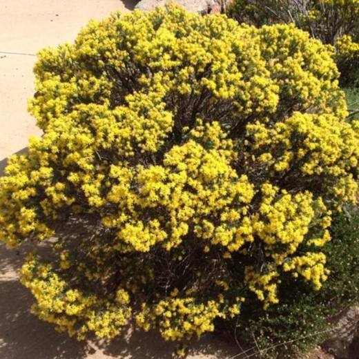 Turpentine Bush, photo courtesy of Star Nursery