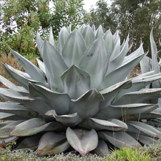 Whales Tongue Agave, photo courtesy of Star Nursery