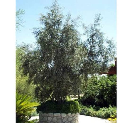 Wilson Olive Tree, photo courtesy of Star Nursery