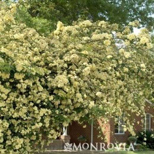 Yellow Banks Rose Staked, photo courtesy of Star Nursery