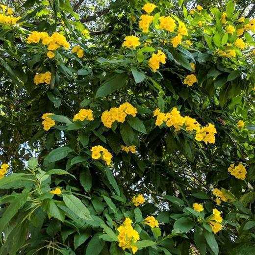 Yellow Bells, photo courtesy of Star Nursery