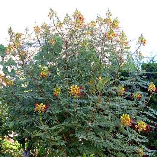 Yellow Bird of Paradise, photo courtesy of Star Nursery
