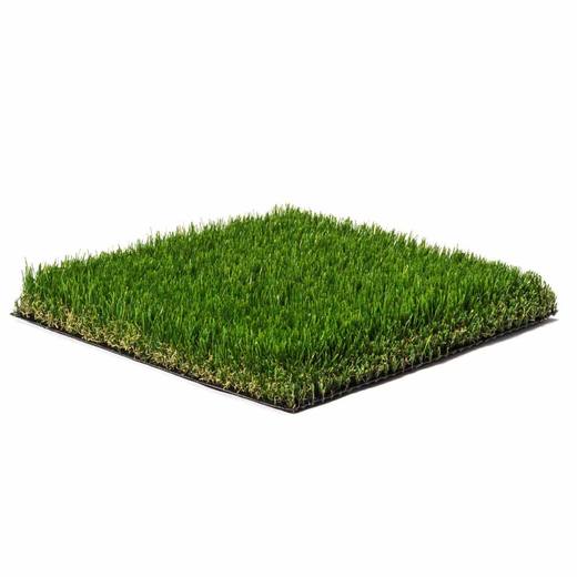 Olive-65, photo courtesy of Festival Turf